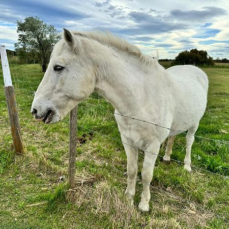 Le Mazet Sooksabai, Confort, Charme Et Decouverte En Petite Camargue Saint-Laurent-dʼAigouze Exterior foto
